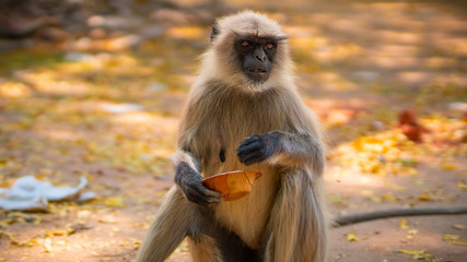 City Indian Monkey eating fruits