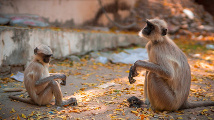 City Indian Monkey eating fruits with her Baby Monkey