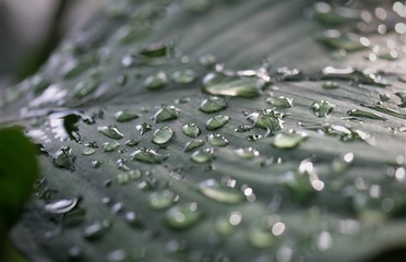 Wassertropfen uaf Blatt