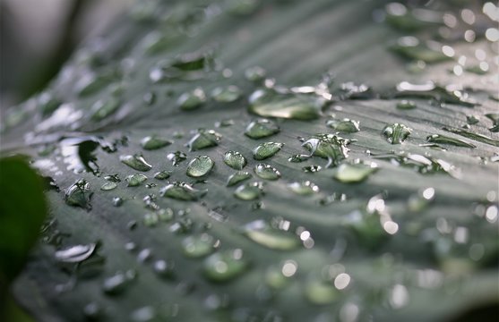 Wassertropfen uaf Blatt