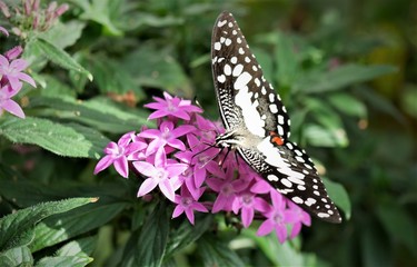 bunter Schmetterling