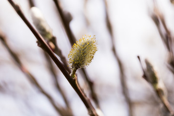 blooming fluffy shoots on willow branches in spring