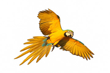 Colorful macaw parrot isolated on white.