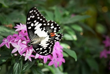 bunter Schmetterling