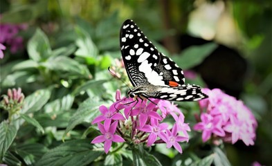 exotischer Schmetterling auf lila Blume