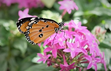 Monarchfalter