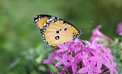 Schmetterling auf Blume