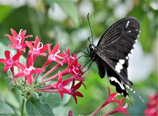 Fototapeta premium Weiße Baumnymphe