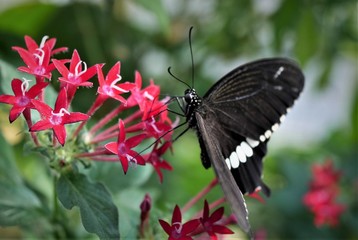 exotischer Schmetterling