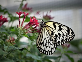 Fototapeta na wymiar Schmetterling auf Blume