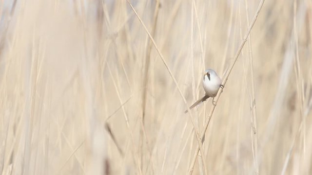 Bearded reedling flying among the reeds