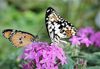 Fototapeta premium exotischer Schmetterling
