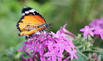 Monarchfalter