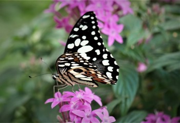 Fototapeta na wymiar exotischer Schmetterling