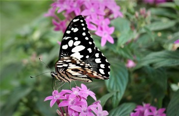 Fototapeta premium Schmetterling auf Blume