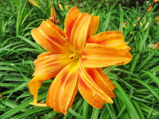 Obraz premium closeup of orange lily flower