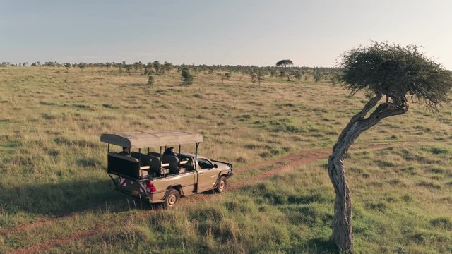 Aerial drone view of safari vehicle on wildlife adventure game drive in Kenya, Africa. Pan past acacia tree