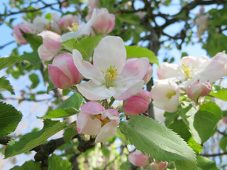 Obraz premium blooming apple tree in spring