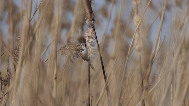 bearded tit eats cane seeds