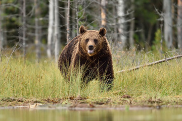 Obraz na płótnie Canvas European Brown Bear (Ursus Arctos) in the taiga forest landscape. Summer. Natural habitat.