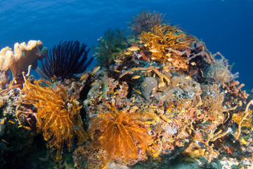Seascape with different types of hard and soft corals, sea lilies (Crinoidea).