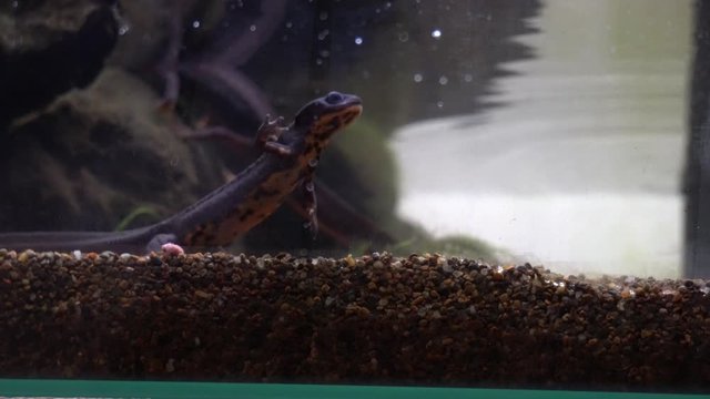4k video of an aquarium of three newts