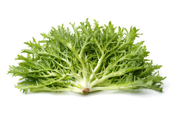 Escarole Endive on a white background 
