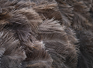 A Background Texture of Ostrich Feathers Receding From Focus