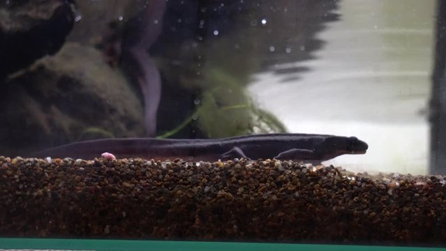 4k video of an aquarium of three newts