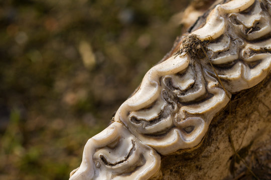 Close Up Of Old Skull Cow With Teeth