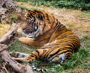 A Sumatran Tiger looking intently at something with orange fur.
