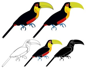 Red breasted Toucan bird colored © Leandro