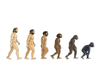 theory of evolution, color cartoon illustrations, white background