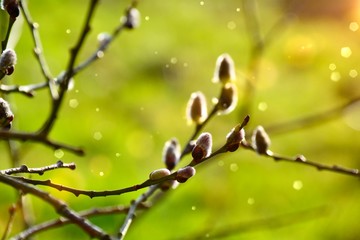 Spring greeting card and nature background - Blossoming willow branches in sunlight with green meadow in the background