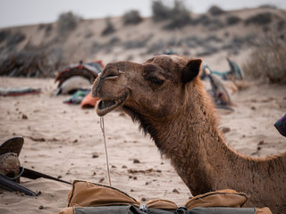 Camels in the middle of a desert with backpacker 