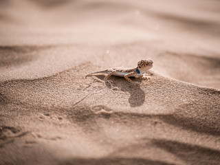 Eidechse/ lizard running through the desert