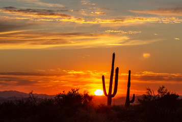 Silhouette of Saguaro Cactus at Sunset Near Phoenix