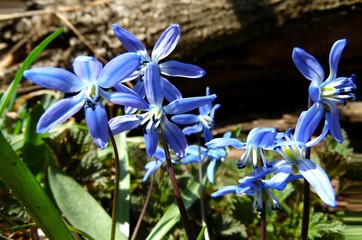 blue snowdrops in spring garden close-up