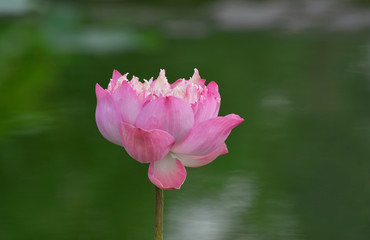 Pink lotus flower In the pool, began to bloom in a beautiful nature
