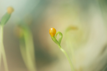 small fresh seed shoot, macro photography, spring time, the awakening of nature