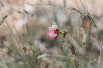 Close-up portrait of Tropical Cannonball tree flower