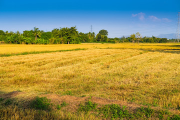 Obraz premium Harvest rice field working in Thailand. Nature and agriculture concept.