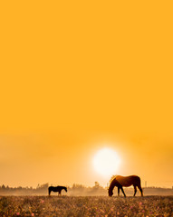 golden landscape. Two horses graze in a field in the fog at sunset