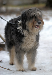 long-haired dog mestizo terrier