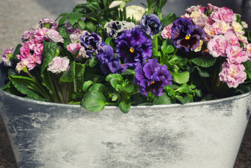 Beautiful vintage shabby chic container full of colorful spring flowers such as violas, primulas and others