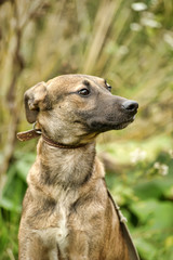 brown dog, ears up on a leash on the grass, scared, mestizo hound, cur, animals from the shelter