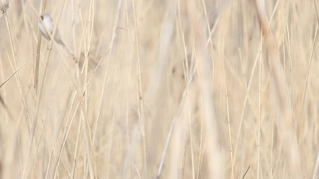 beautiful wild bird flies among the reeds