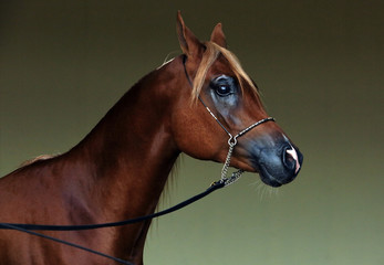 Obraz premium Dressage arabian race horse with etnic bridle low key portrait indoor stable 