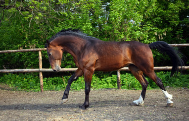 Dressage sportive horse portrait galloping in summer outdoor 