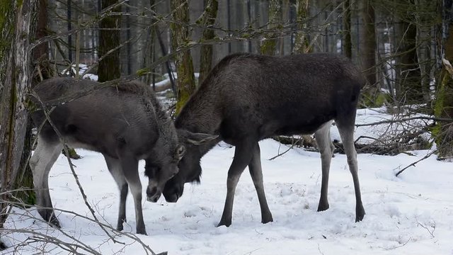 Moose / elk (Alces alces) bull playing with calf by headbutting in the snow in winter. Panning shot